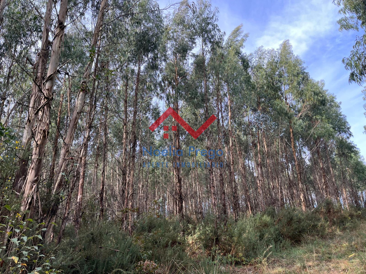 Monte Buño (Malpica de Bergantiños)
